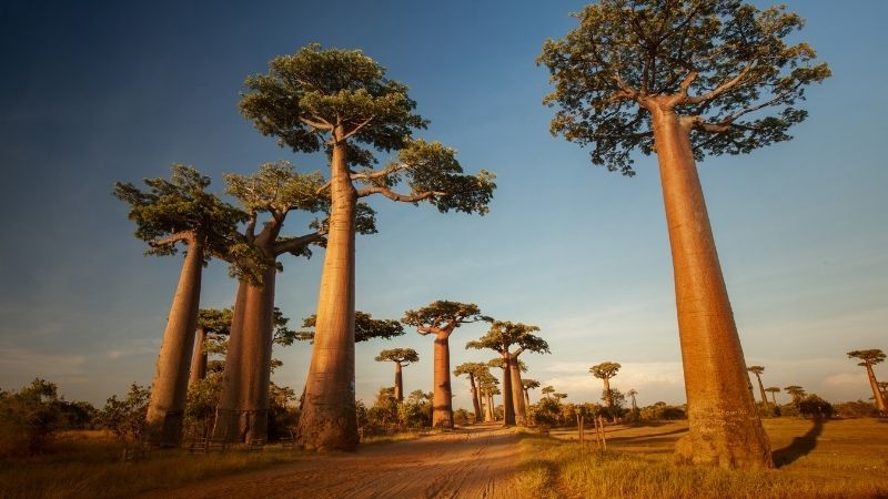 Madagaskar Seyşeller Turu Emirates İle