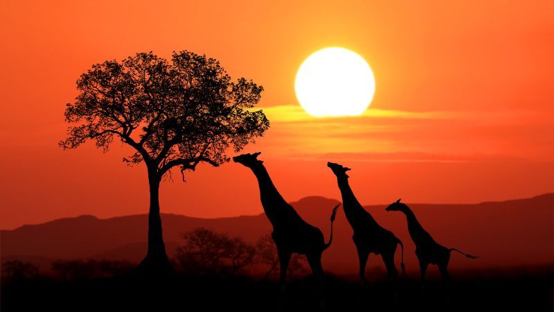 Elegant Kenya & Tanzanya Büyük Göç Turu Türk Hava Yolları ile 9 Gece