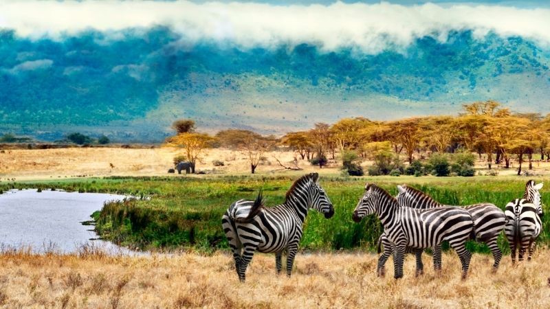 Elegant Kenya & Tanzanya Büyük Göç Turu Türk Hava Yolları ile 9 Gece