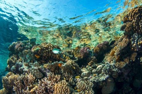 Sharm El Sheikh - Kızıldeniz Rotası Turu (4 Gece - 5 Gün) V2