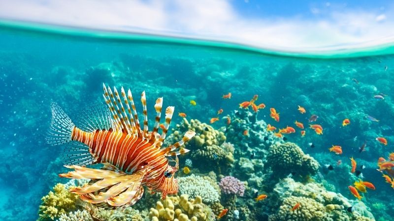 Kızıldeniz Rüyası; Prestij Sharm El Sheikh Ajet İle (2026 Yaz Dönemi)