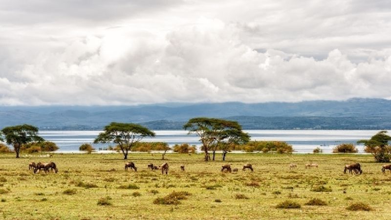 Elegant Kenya Büyük Göç THY İle