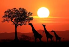 TT Plus Kenya Safari Turu Rotası