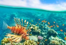Kızıldeniz Rüyası; Prestij Sharm El Sheikh Ajet İle (2026 Yaz Dönemi)