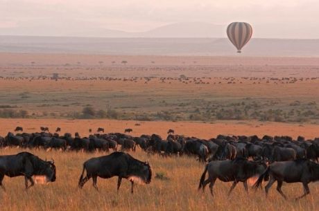 Elegant Kenya Büyük Göç Thy ile