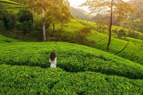 Elegant Srı Lanka Air Arabia ile 5 Gece
