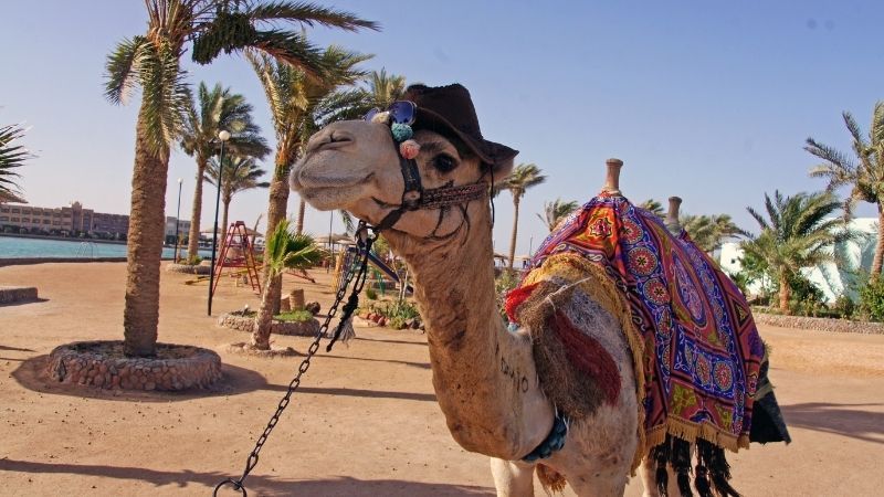 Royal Kralların Ülkesi Turu Sharm El Sheikh Kahire Turu Ajet ile 7 Gece