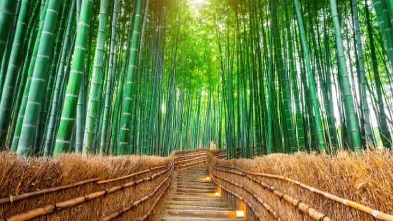 Comfort Japonya & Kore Turu THY ile 8 Gece (Ekstra Turlar) ve Çay Seremonisi Dahil