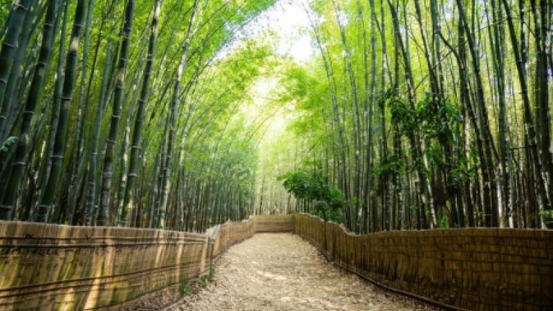Comfort Japonya & Kore Turu THY ile 8 Gece (Ekstra Turlar) ve Çay Seremonisi Dahil
