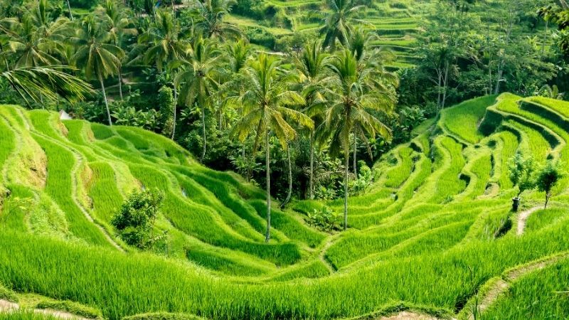 Görkemli Tropikal Ada Bali Singapur Hy ile 5 Gece