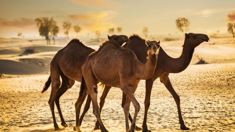 Çölün Ortasındaki Vaha: Prestij Dubai Turu Thy ile 3 Gece