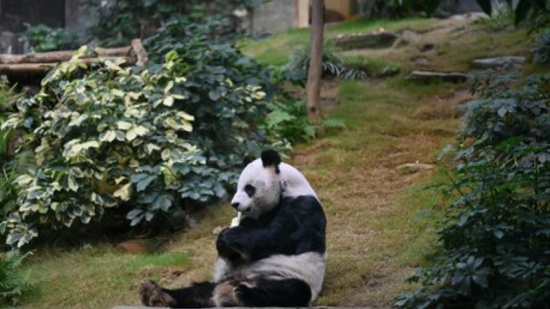 Büyük Çin & Avatardağları & Yangtzenehri Turu Thy ile 14 Gece