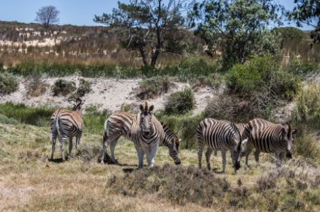 Görkemli Güney Afrika ve Safari 7 Gece - THY ile