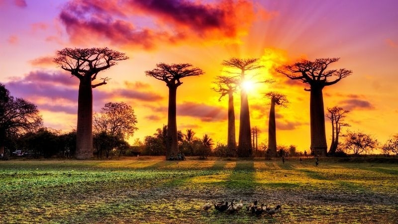 EKSTRA TURLAR DAHİL Comfort Plus Tanzanya & Zanzibar Turu THY ile