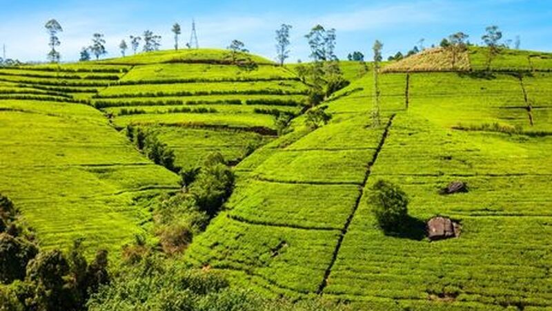 Dolu Dolu Büyük Sri Lanka Turu Rotası THY ile
