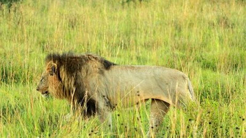 Dolu Dolu Güney Afrika Safari Turu Rotası THY ile