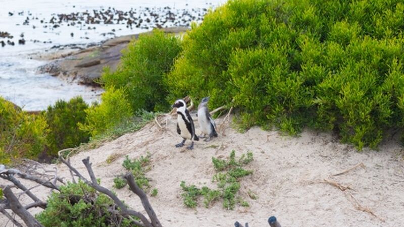 Güney Afrika Turu Qatar HY ile