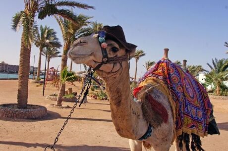 Mısır & Hurghada Deniz Kum Güneş Rotası THY ile