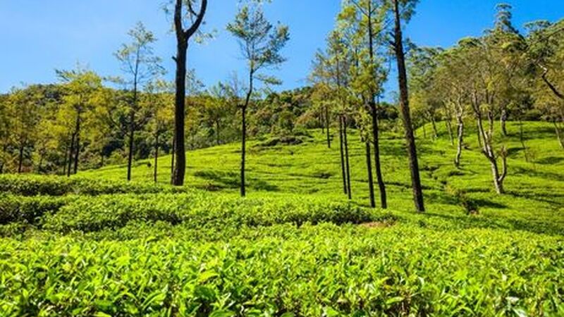 Sri Lanka Turu Jazeera HY İle