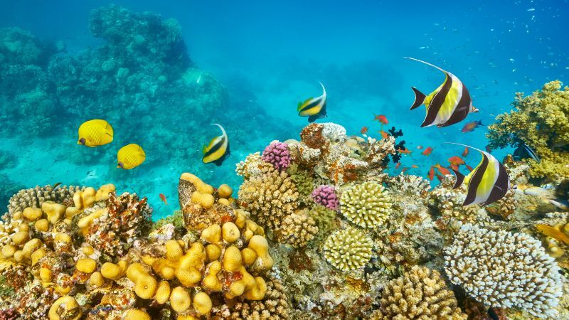 Maxi Her Şey Dahil Sharm El Sheikh Turu THY ile