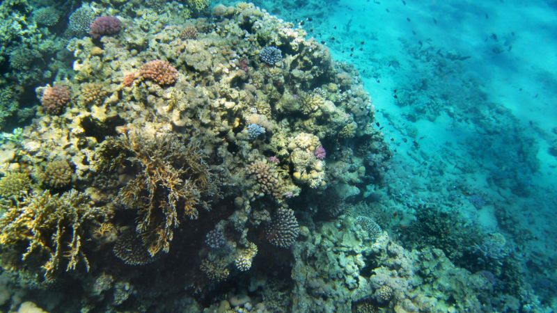 Maxi Her Şey Dahil Sharm El Sheikh Turu Pegasus ile