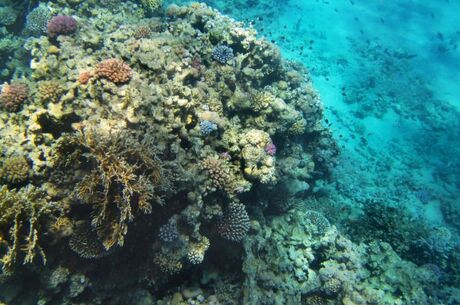 Sharm El Sheikh Turu Her Şey Dahil Oteller THY ile