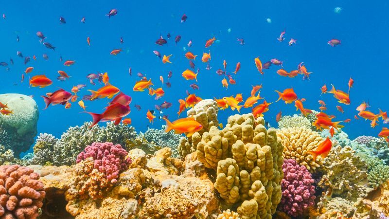 Baştanbaşa Mısır Turu Sharm Kahire Hurgada Ajet İle 