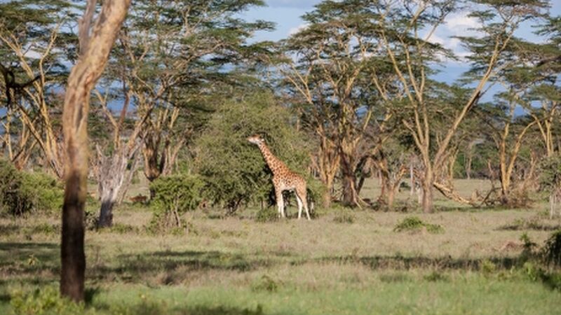 Güney Afrika Turu Cape Towndan Safariye Tüm Turlar ve Ekstralar Dahil Emirates ile