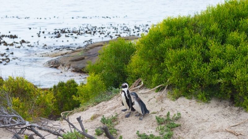 Güney Afrika Turu Cape Towndan Safariye Tüm Turlar ve Ekstralar Dahil Emirates ile