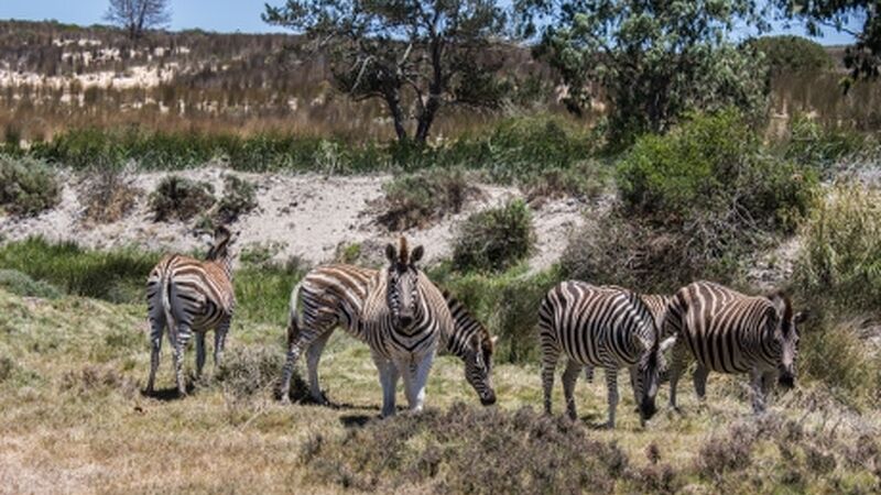 Güney Afrika Turu Cape Towndan Safariye Tüm Turlar ve Ekstralar Dahil Emirates ile