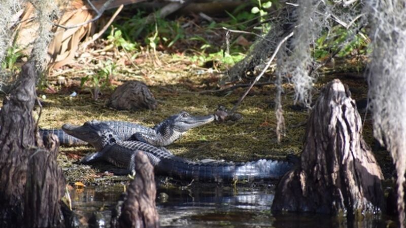 Yılbaşı Özel Miami & Orlando Turu Kıyı Rotaları THY ile