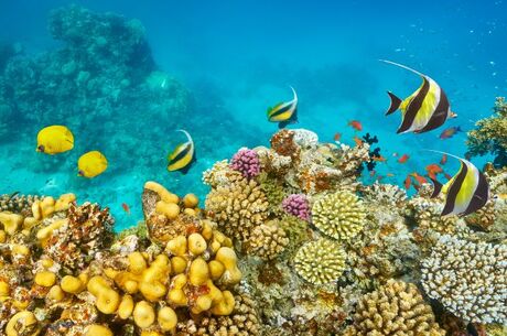 Maxi Her Şey Dahil Sharm El Sheikh Turu Ara Tatil THY ile