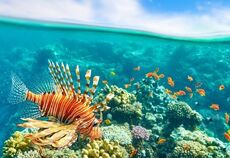 Ankara'dan Kahire Sharm El Sheikh Turu Ajet İle