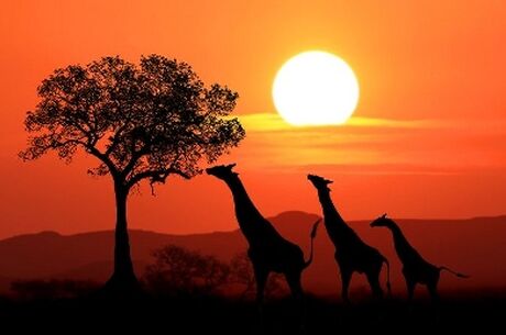 Elegant Kenya Büyük Göç Turu THY ile 