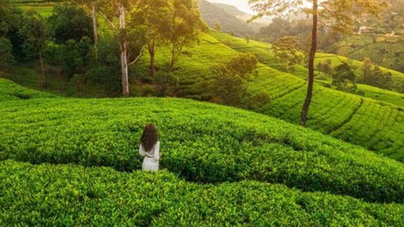 Büyük Sri Lanka Turu Miras & Doğa ve Kültür Turu THY ile