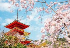 Dolu Dolu Direkt Sefer İle Japonya Turu Rotası Ana Air ile