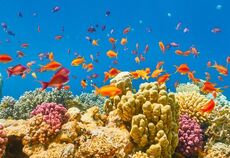 Ankara Hareketli Sharm El Sheikh Turu Pegasus ile