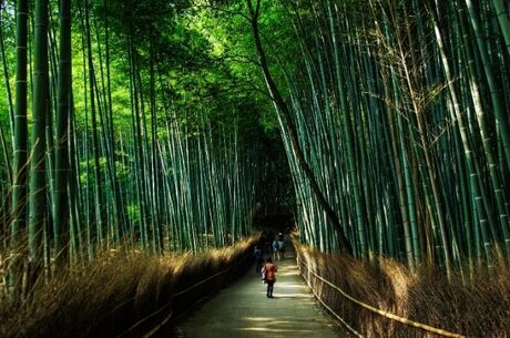 Japonya'nın Enleri Turu Tokyo & Kyoto & Osaka ve Fuji Dağı THY ile