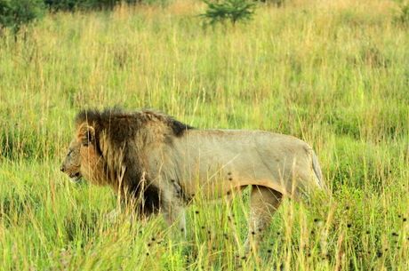 Kurban Bayramı Özel Görkemli Güney Afrika ve Safari Turu THY ile