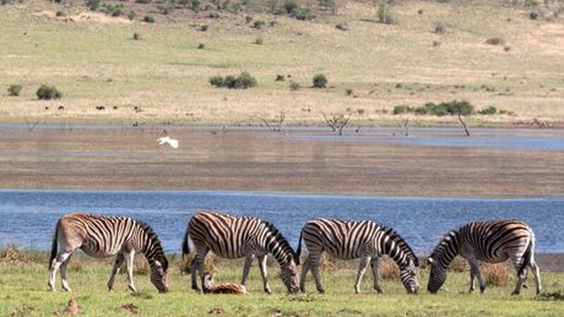 Ramazan Bayramı Özel Görkemli Güney Afrika ve Safari Turu THY ile