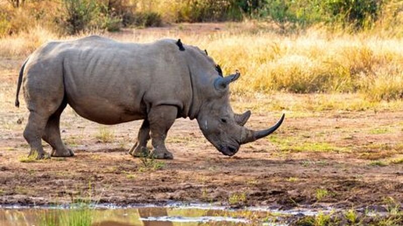 Ramazan Bayramı Özel Görkemli Güney Afrika ve Safari Turu THY ile