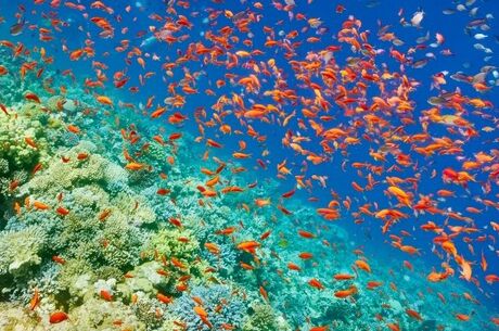 İstanbul'dan Sharm El Sheikh Turu Ajet ile