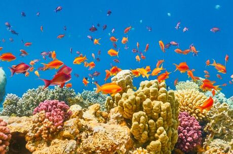 Ankara Hareketli Sharm El Sheikh Turu Pegasus ile