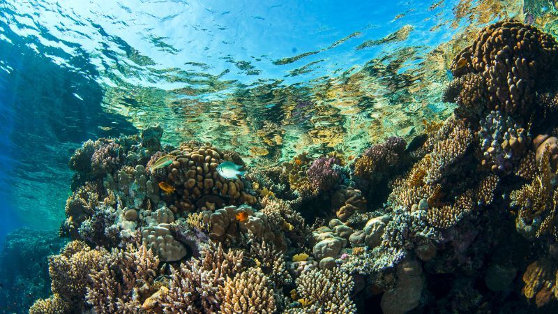 İstanbul'dan Sharm El Sheikh Turu THY ile