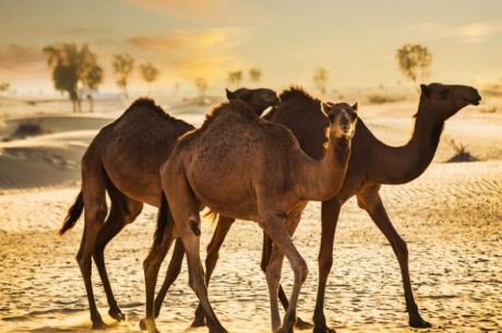 Vize Dahil Ankara’dan 4 Kal 3 Öde Dubai Turu (Ara Tatil Özel) Pgs İle