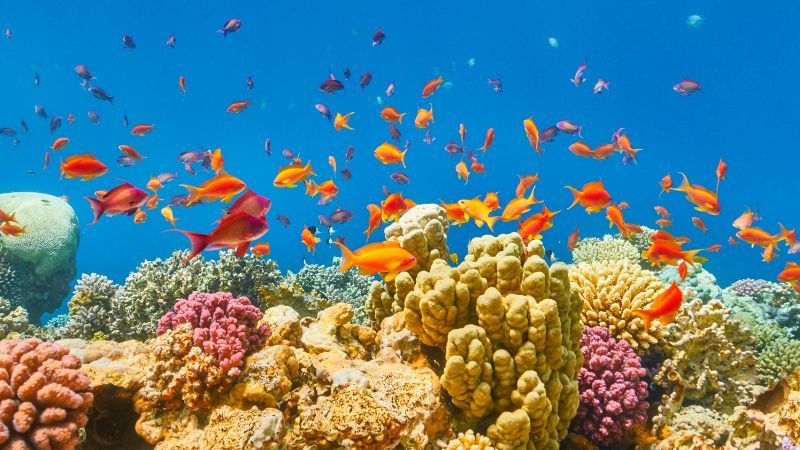 Sharm El Sheikh Turu 3 Gece 5 Gün - Sabiha Gökçen den Pegasus ile