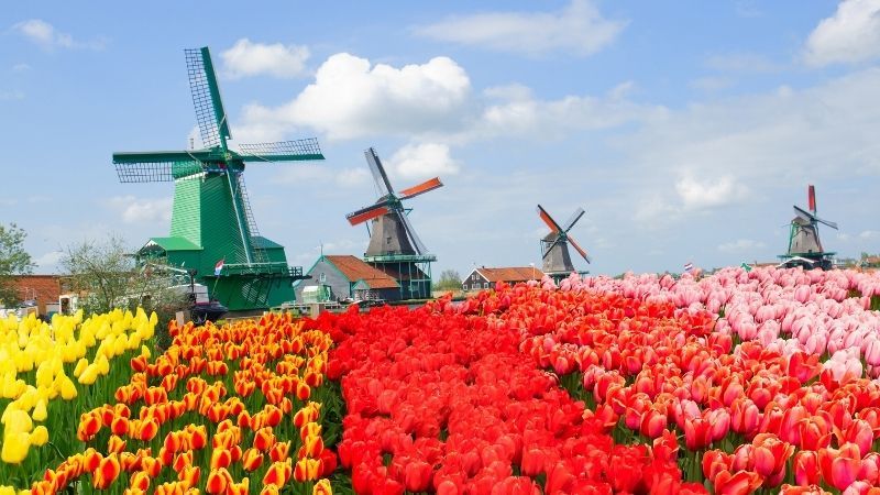 Amsterdam Serüveni Turu Pegasus İle